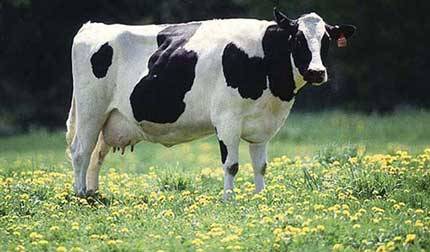 طرح کارآفرینی پرورش گاو شیری