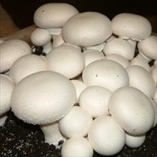 Cultivation of edible mushrooms