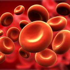 Blood and immune PowerPoint