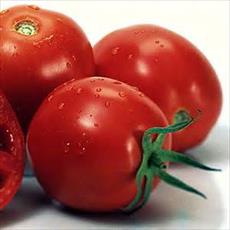 The preparation of a feasibility study on tomato