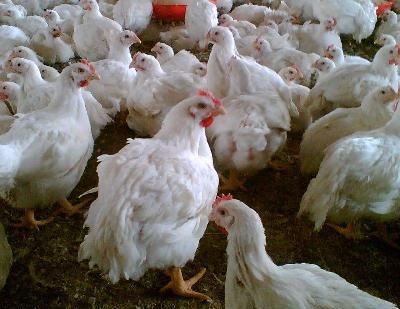 Article proteins in poultry